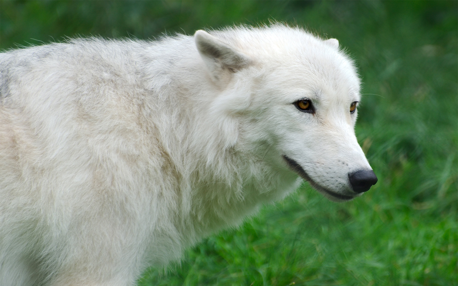 , Arctic, , , , wolf