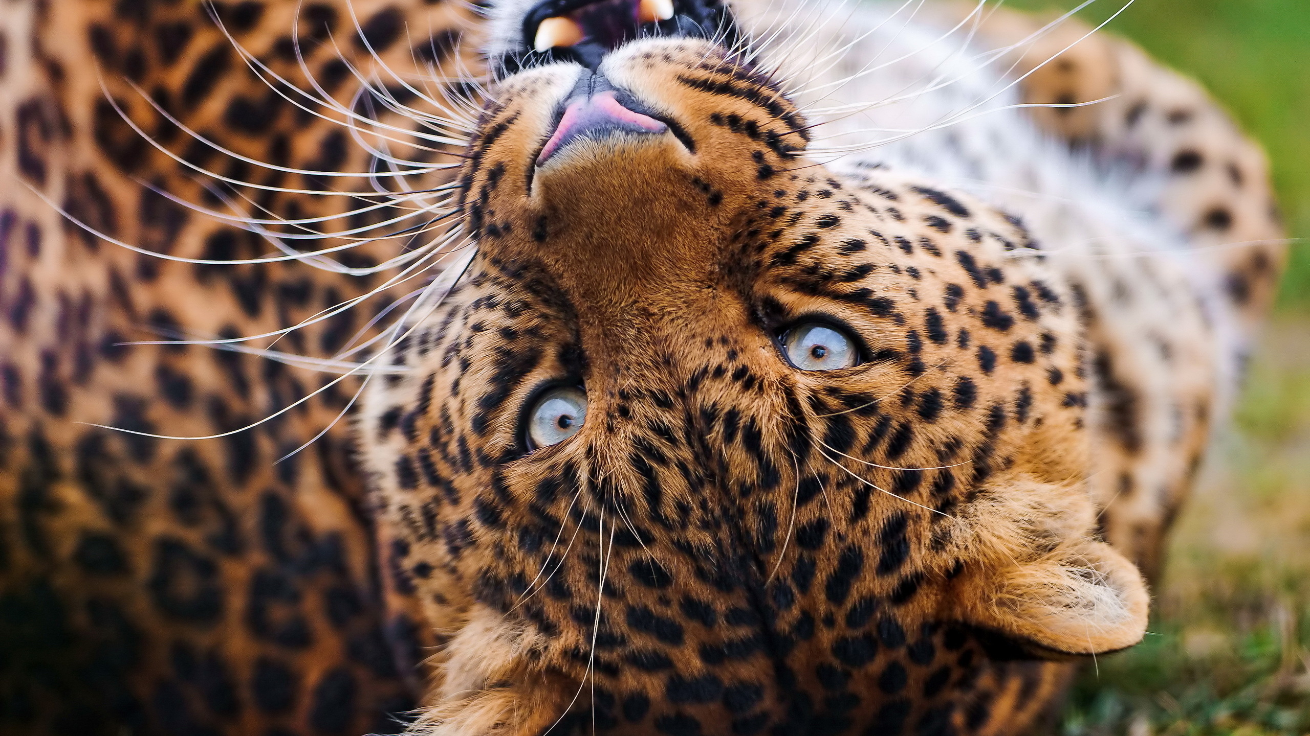 , , leopard, , , , 