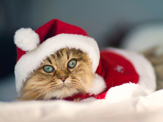 , c benjamin torode, Daisy, christmas cat