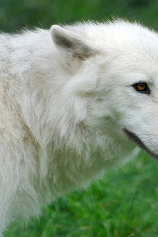 , Arctic, , , , wolf