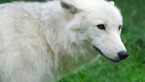 , Arctic, , , , wolf