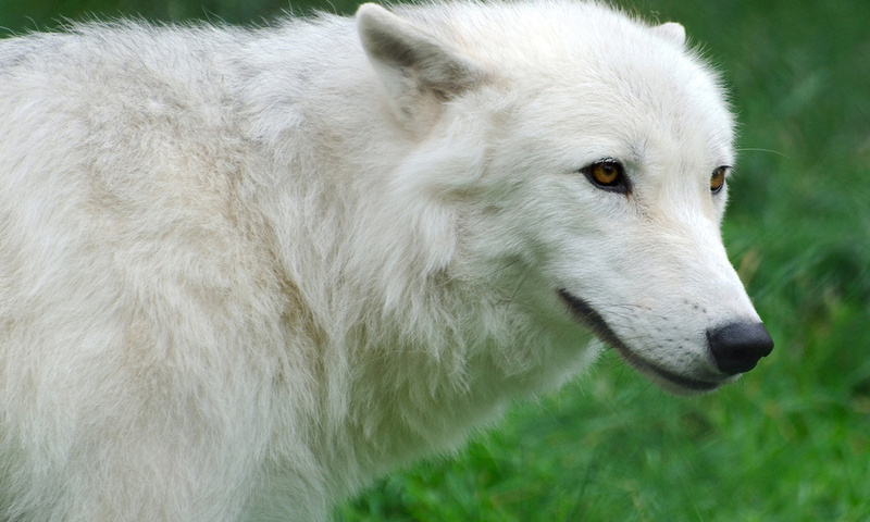 , Arctic, , , , wolf