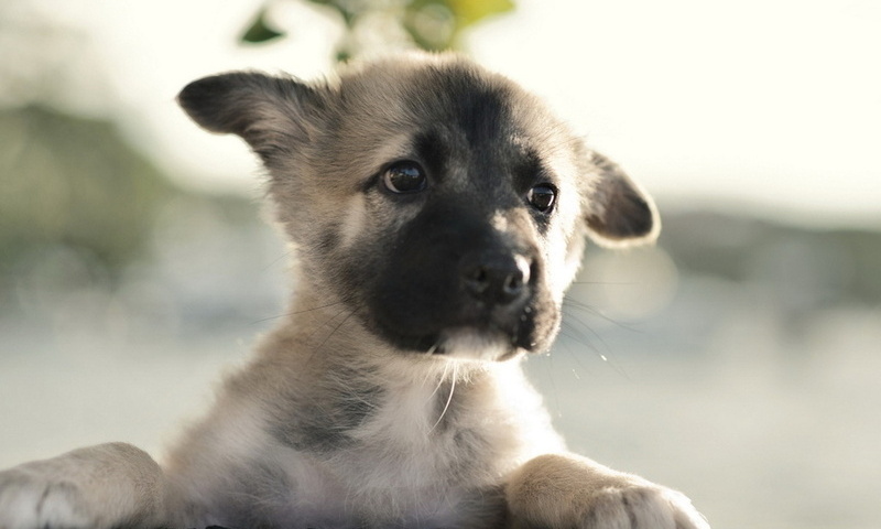 , German shepherd, 