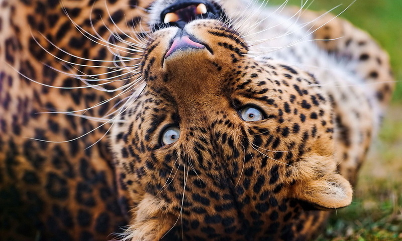 , , leopard, , , , 