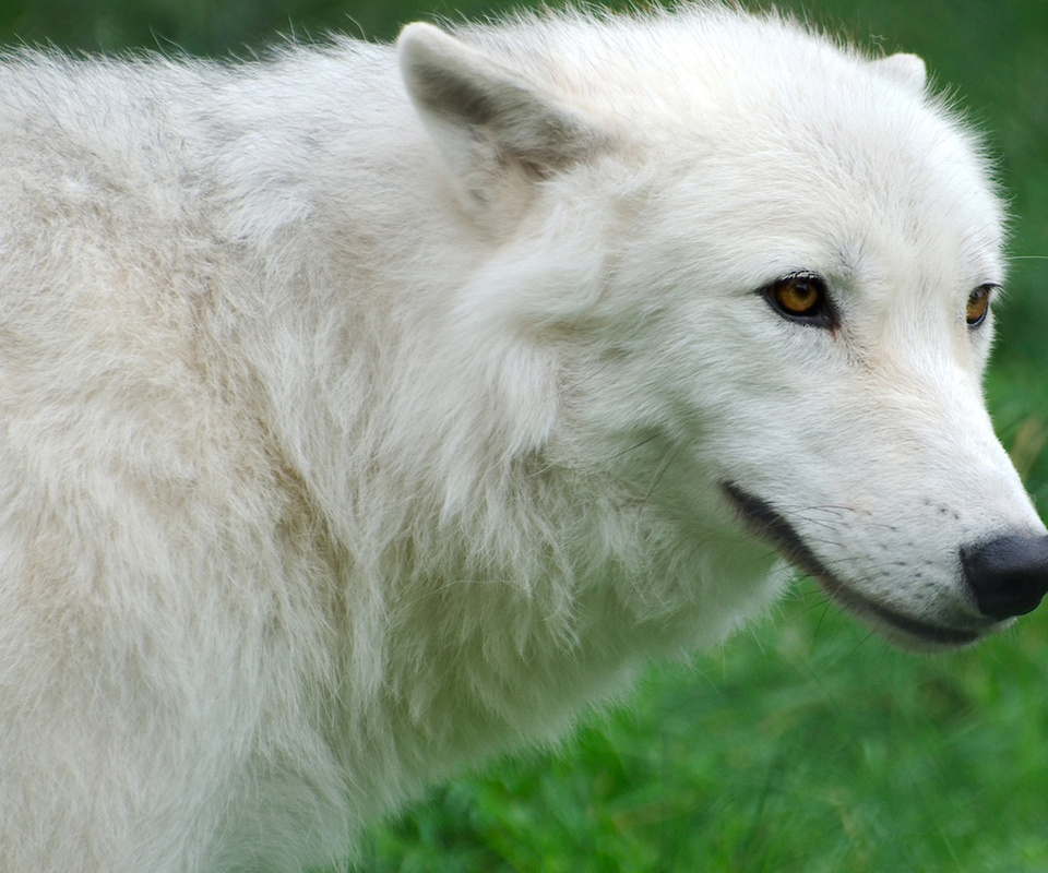 , Arctic, , , , wolf