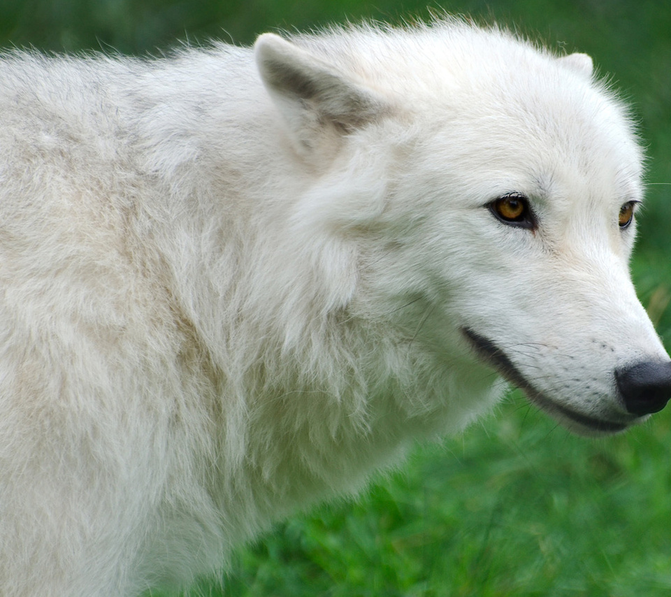 , Arctic, , , , wolf