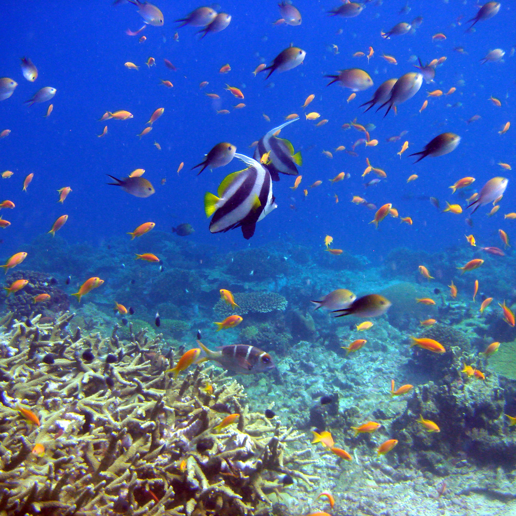 reef and fish,  , , 