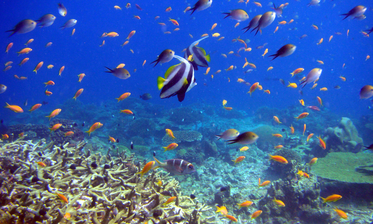 reef and fish,  , , 