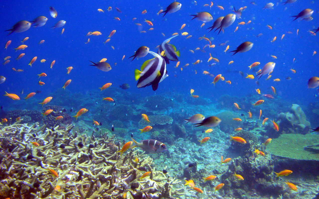 reef and fish,  , , 