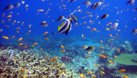 reef and fish,  , , 