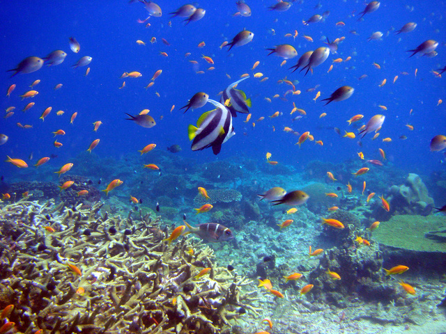 reef and fish,  , , 