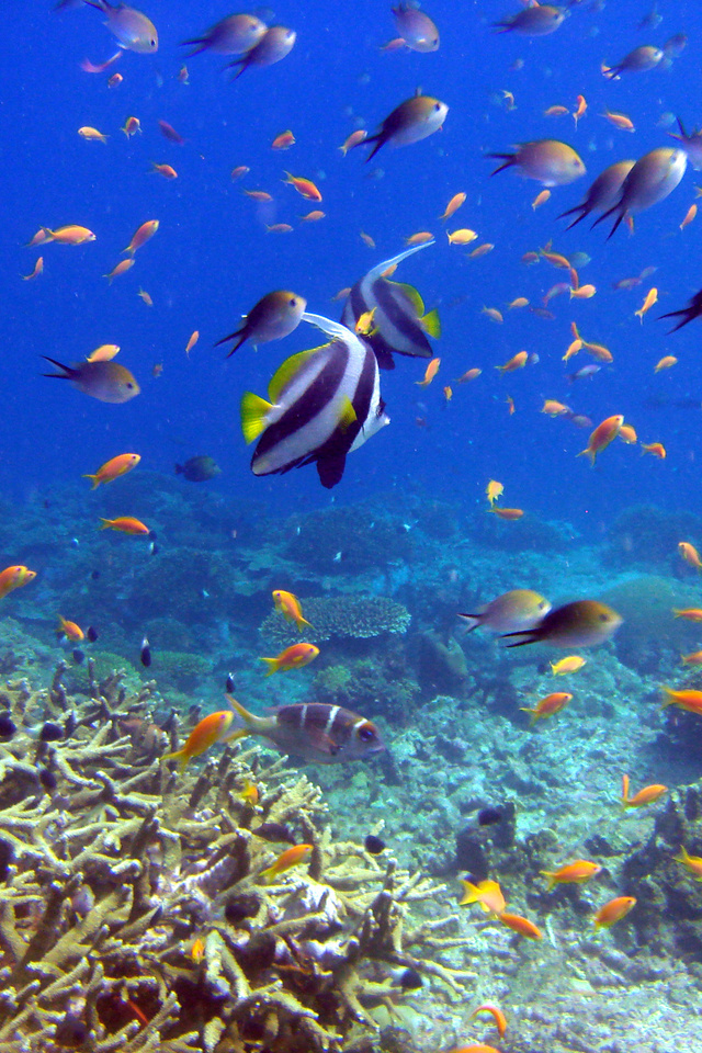 reef and fish,  , , 