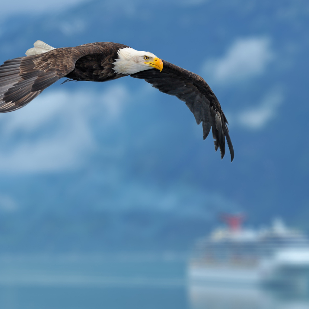 sky, ship, , , eagle, , background, , wings, 