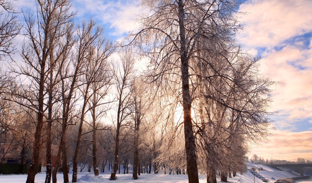 pathway, forest, nature, chill december, Winter background, festive, landscape, belarus, bright