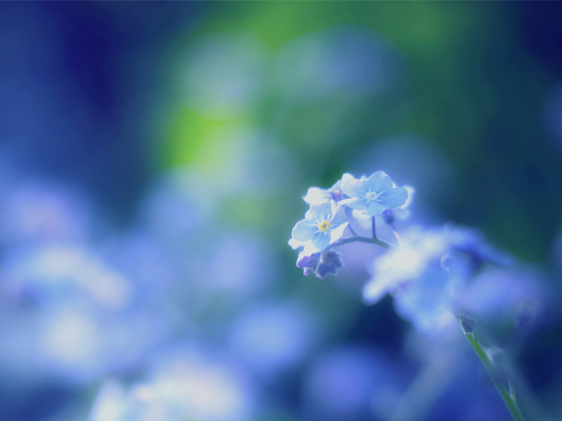 forget-me-nots, , , blue, , 