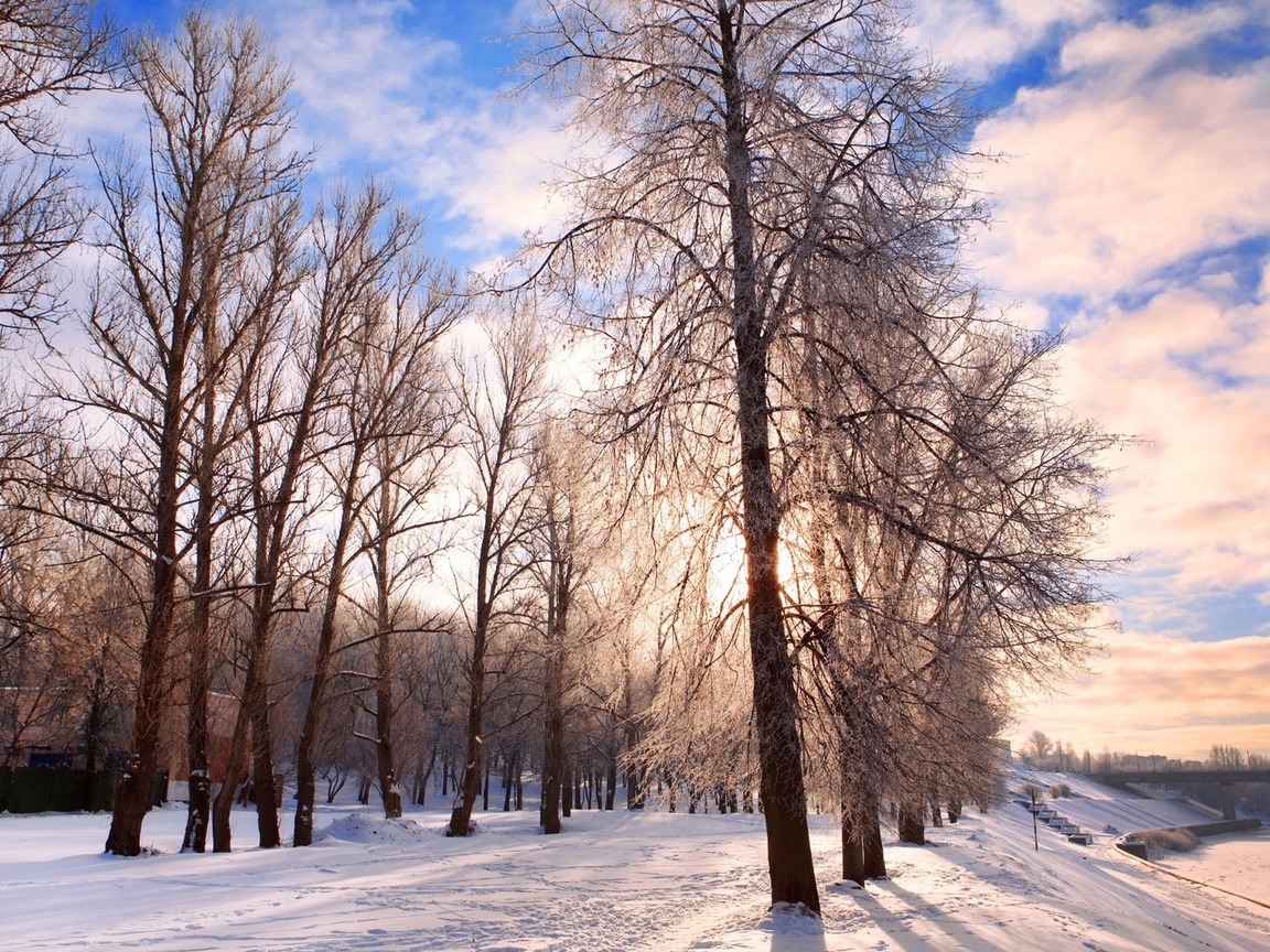 pathway, forest, nature, chill december, Winter background, festive, landscape, belarus, bright