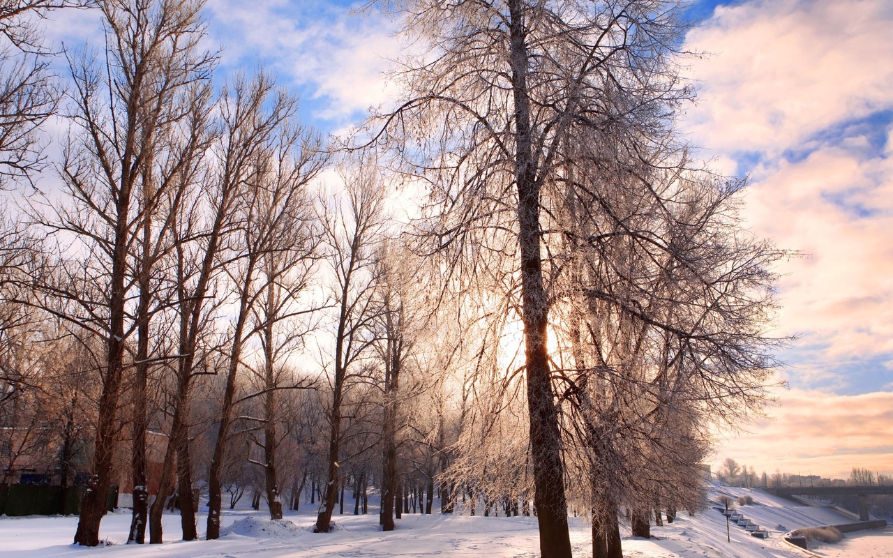 pathway, forest, nature, chill december, Winter background, festive, landscape, belarus, bright