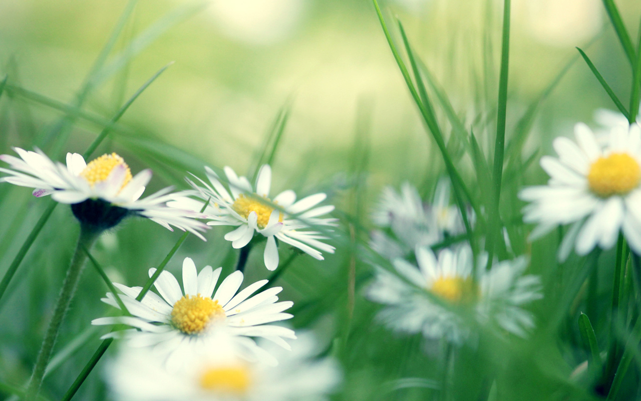 Daisies, , 