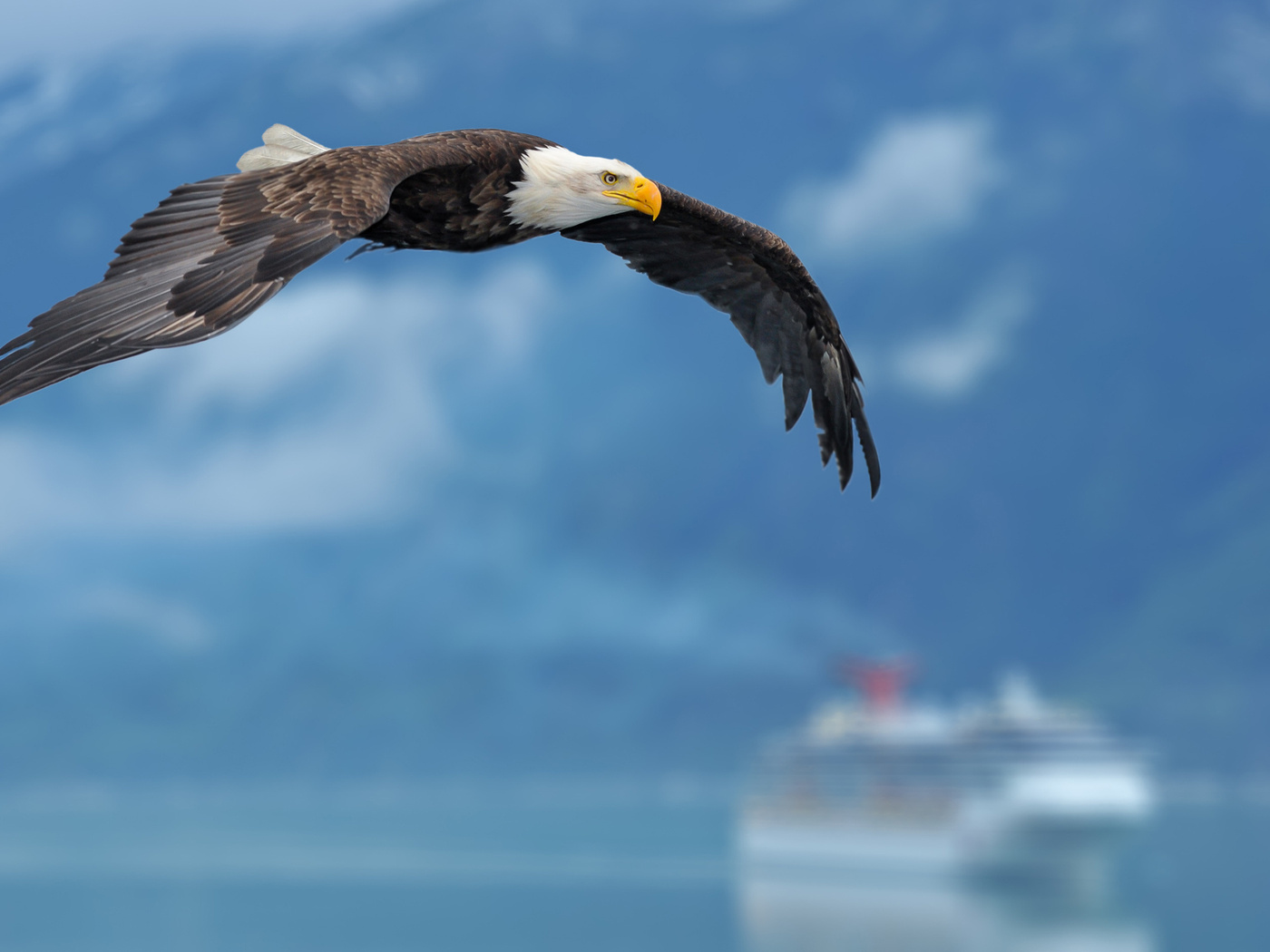 sky, ship, , , eagle, , background, , wings, 