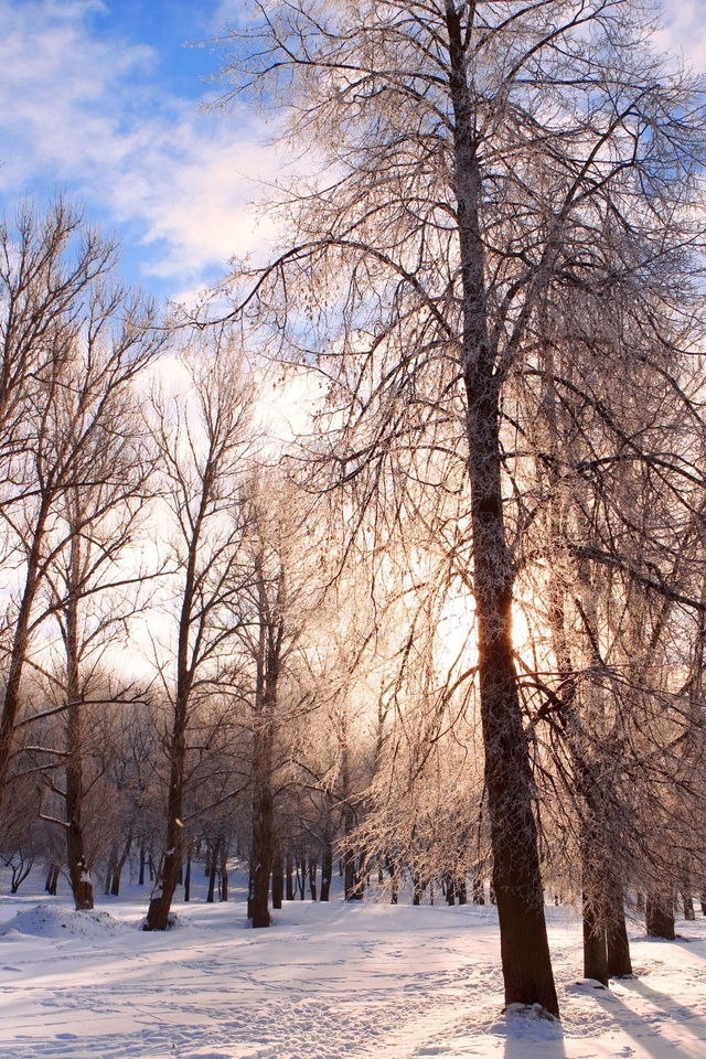 pathway, forest, nature, chill december, Winter background, festive, landscape, belarus, bright