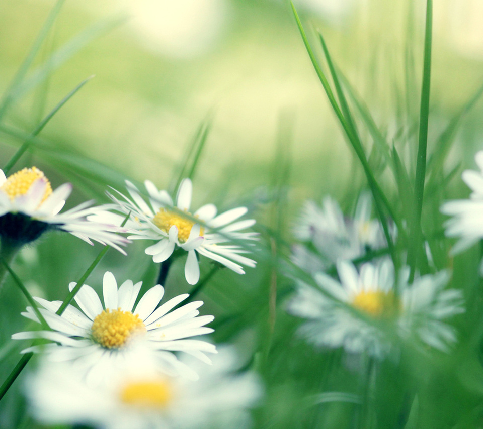 Daisies, , 