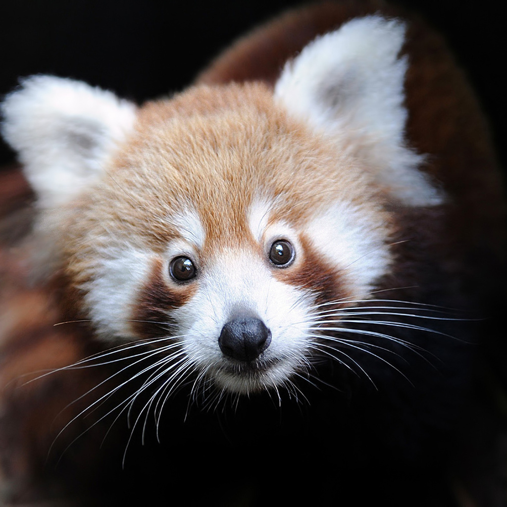 ailurus fulgens, Firefox,  