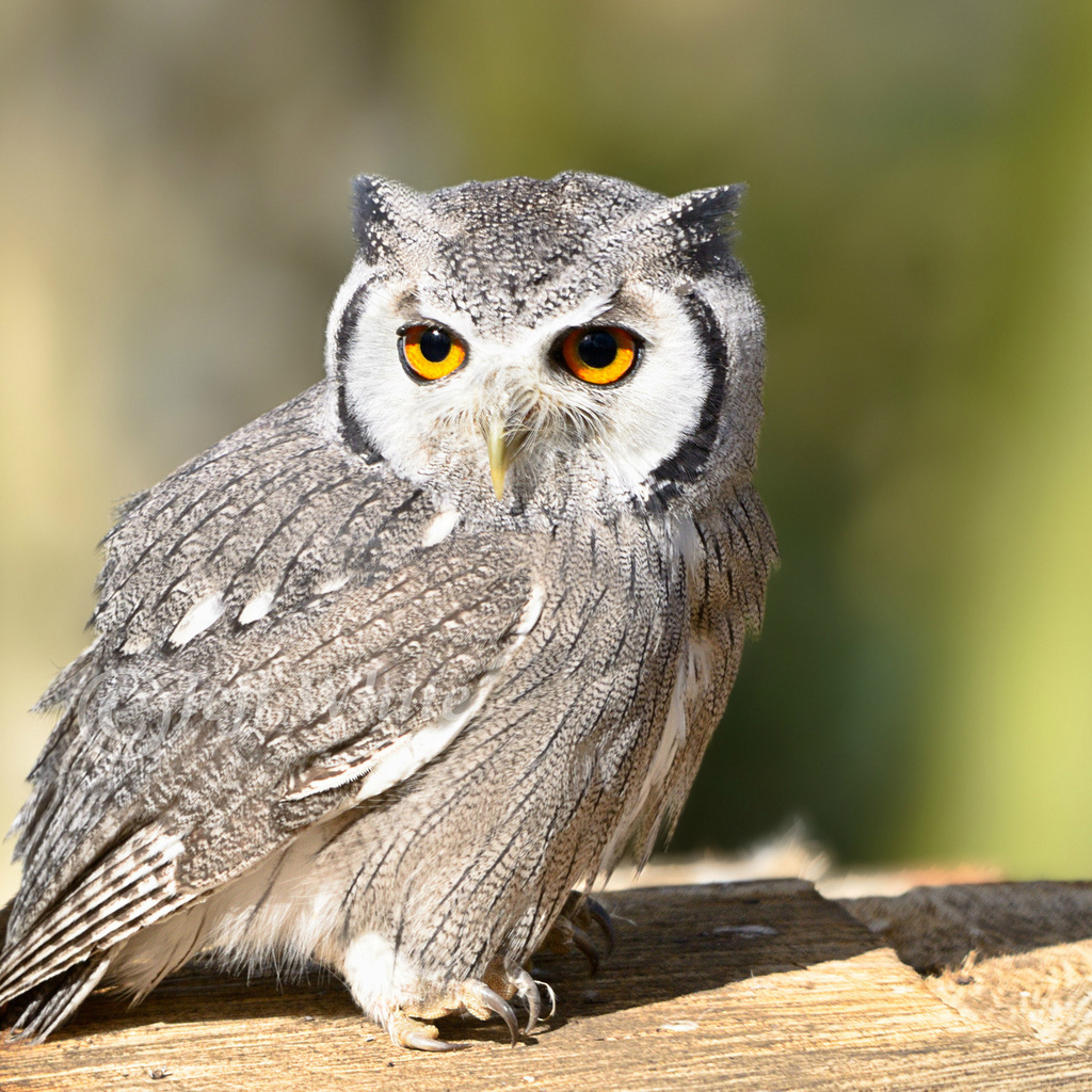 bird, , owl, look, , 