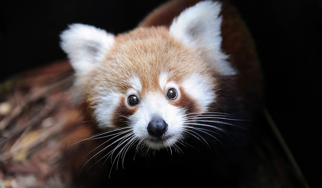 ailurus fulgens, Firefox,  