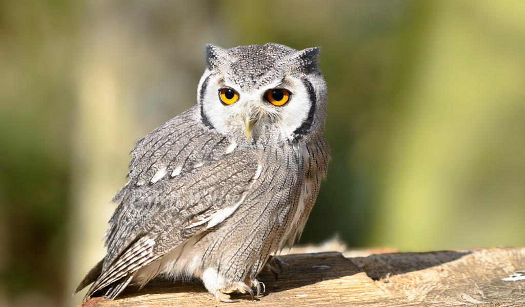 bird, , owl, look, , 