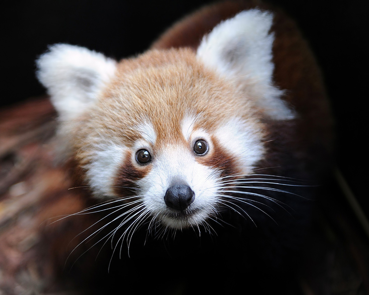 ailurus fulgens, Firefox,  