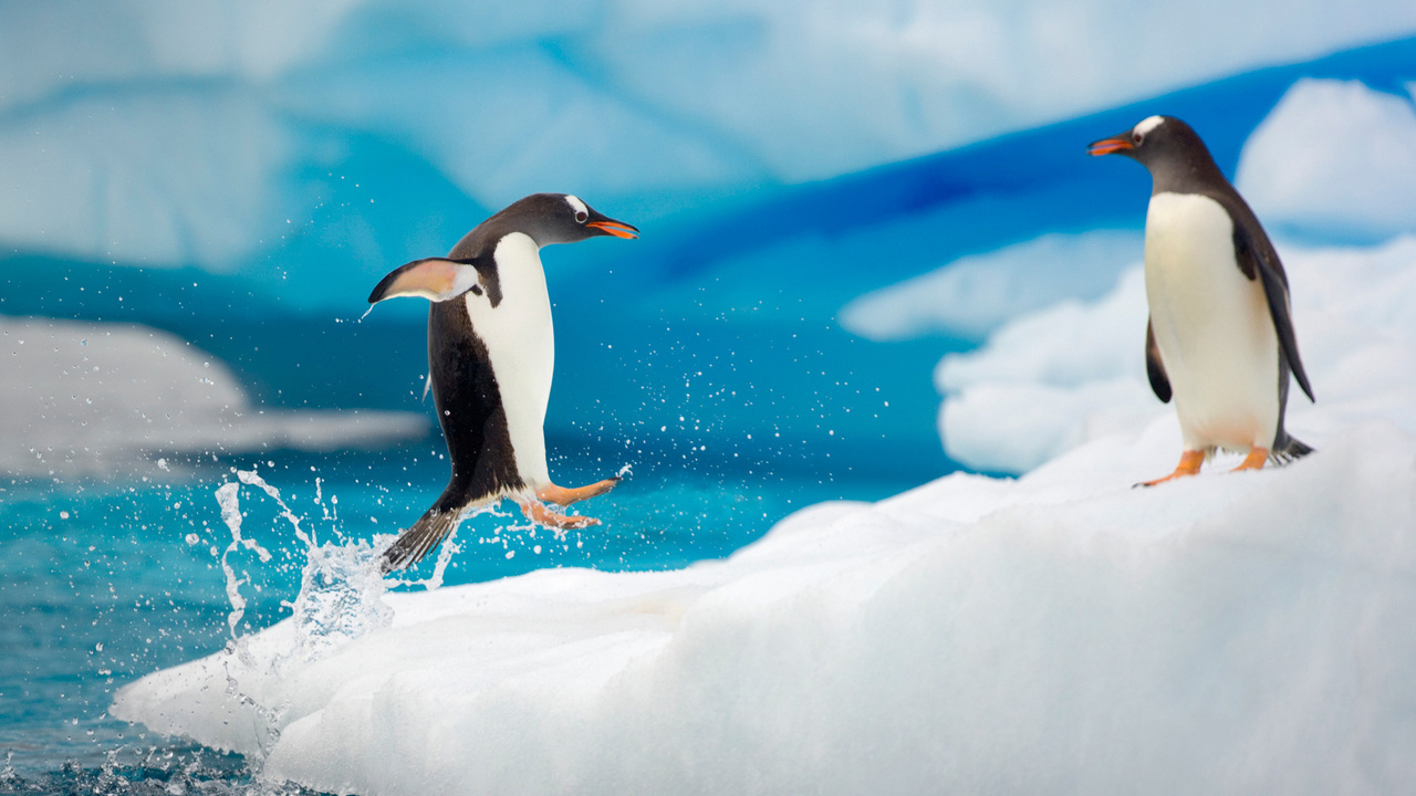 water, , , penguin, , , ice, spray, , 