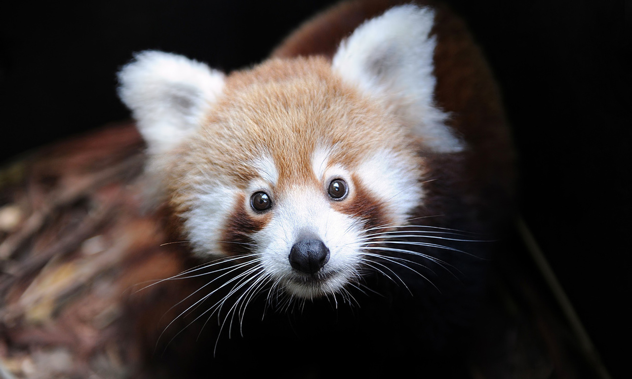 ailurus fulgens, Firefox,  