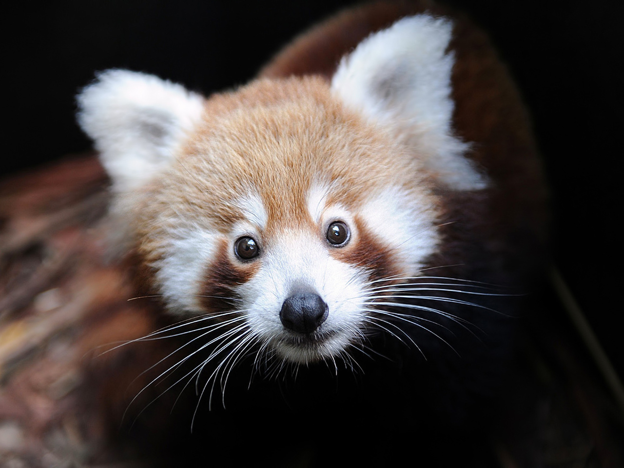 ailurus fulgens, Firefox,  