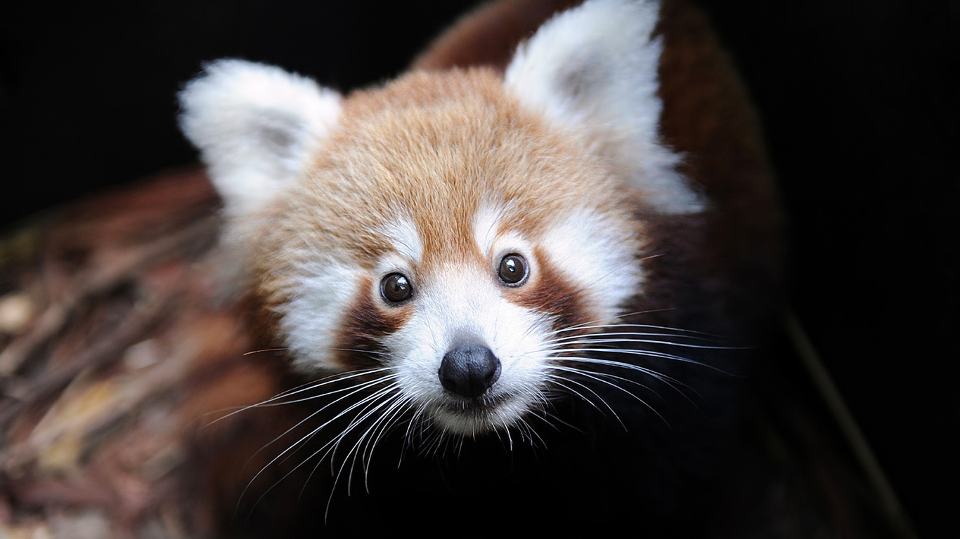 ailurus fulgens, Firefox,  