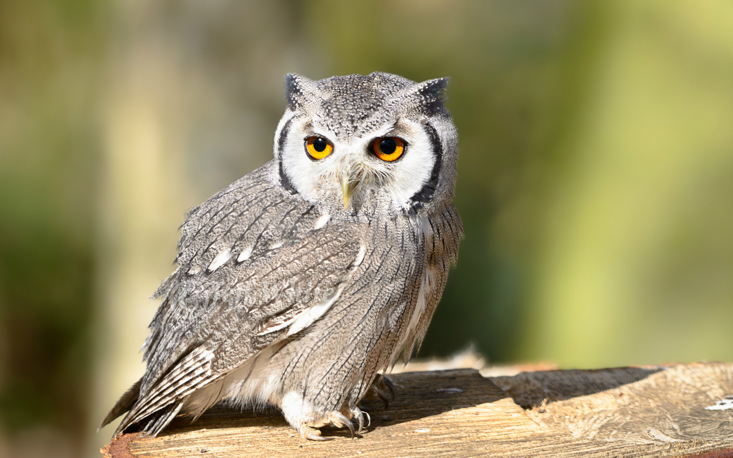 bird, , owl, look, , 