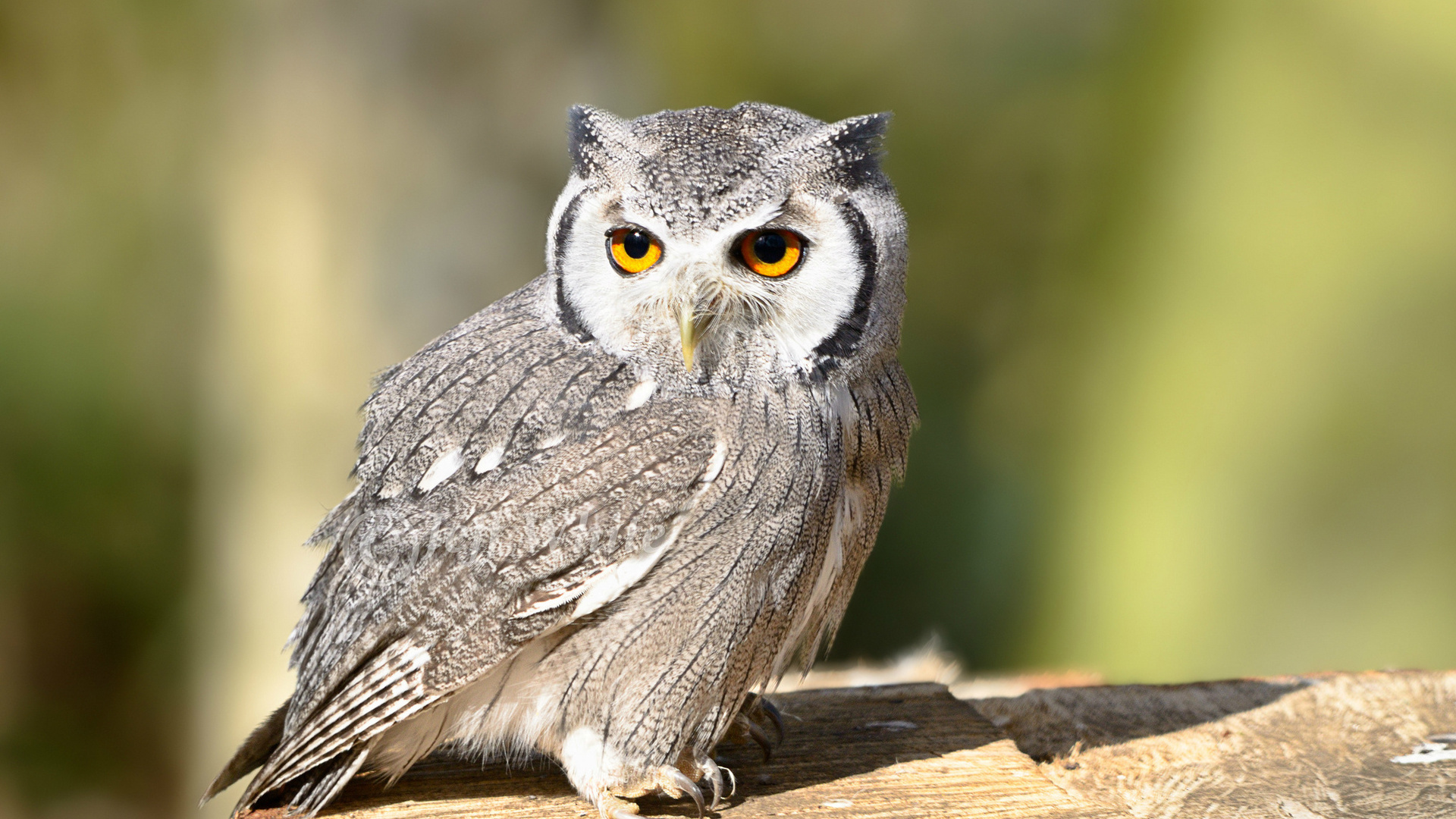 bird, , owl, look, , 