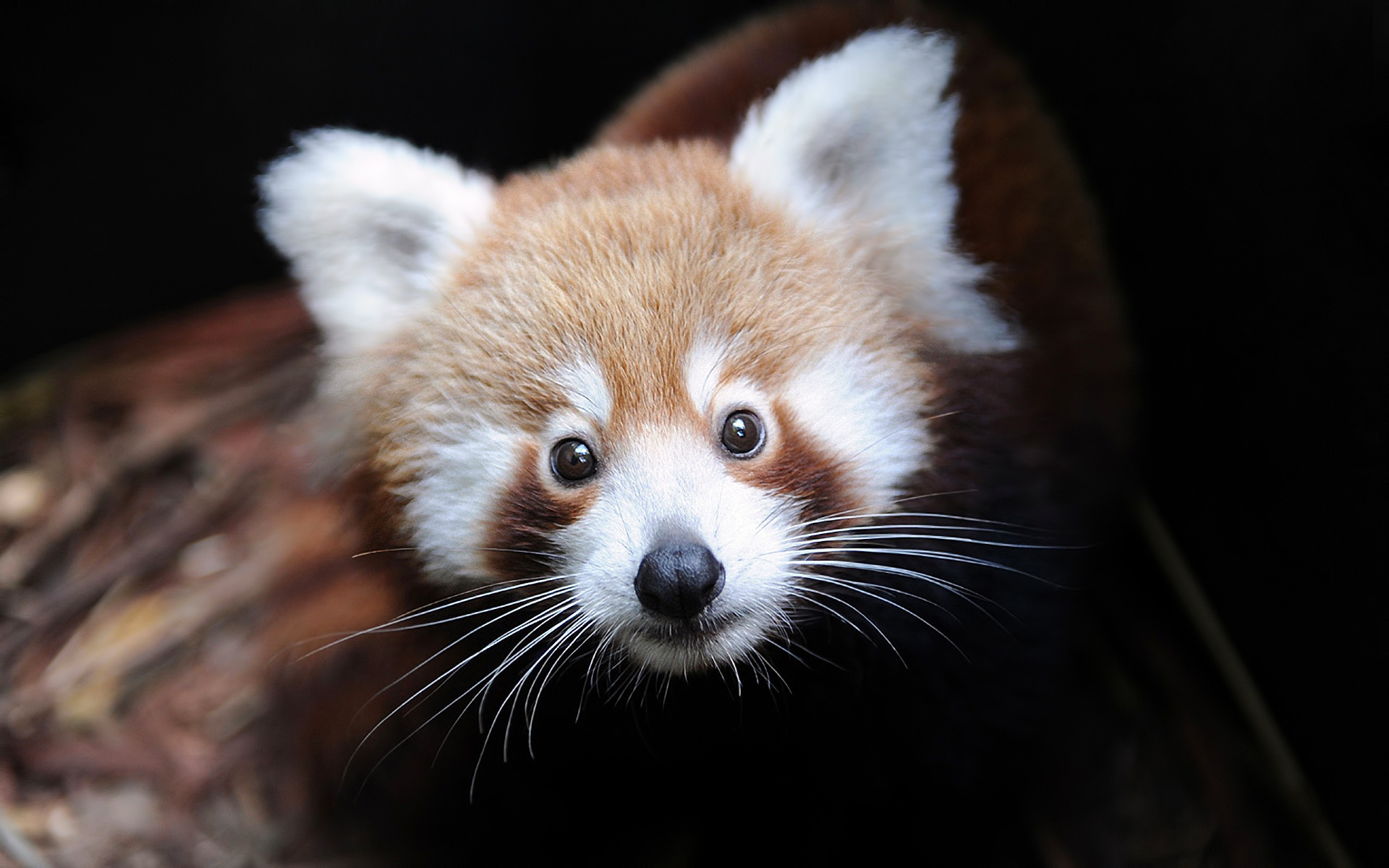 ailurus fulgens, Firefox,  