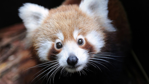 ailurus fulgens, Firefox,  