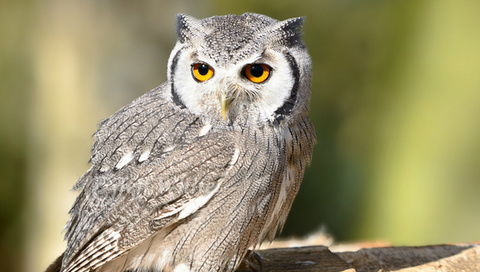 bird, , owl, look, , 