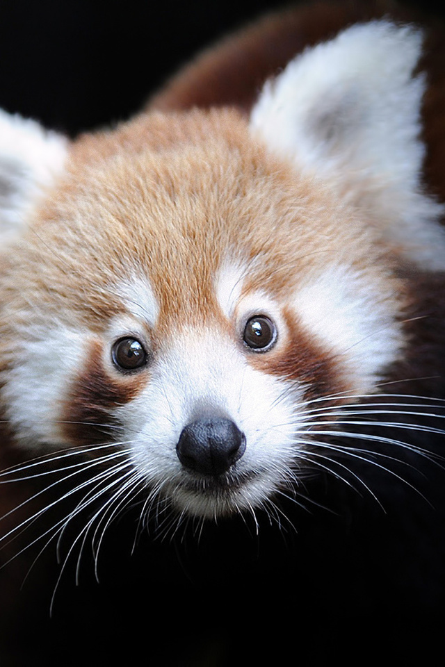 ailurus fulgens, Firefox,  