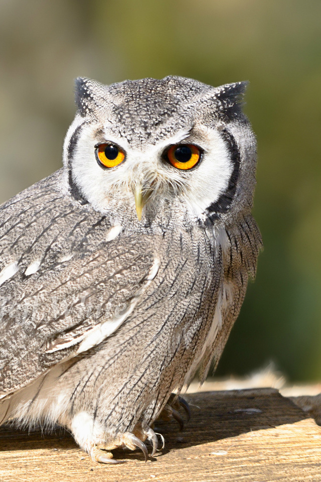 bird, , owl, look, , 