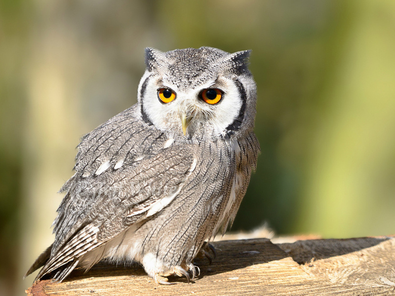 bird, , owl, look, , 