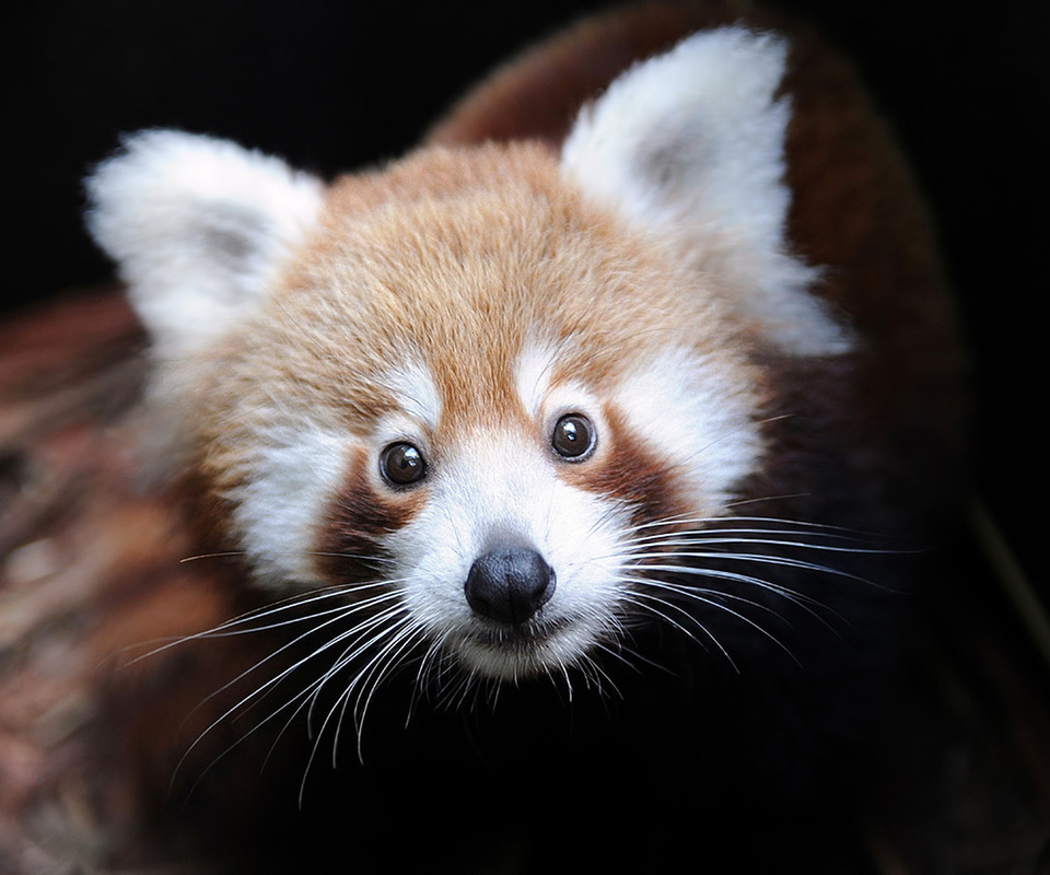 ailurus fulgens, Firefox,  