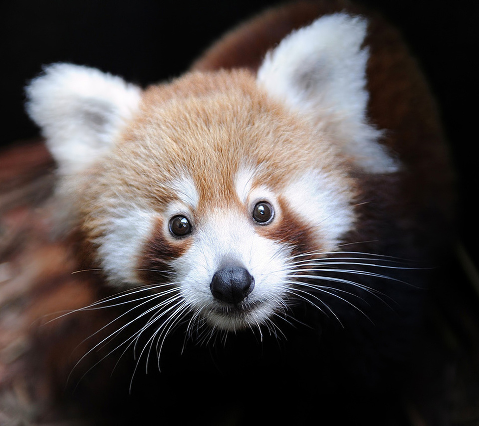 ailurus fulgens, Firefox,  