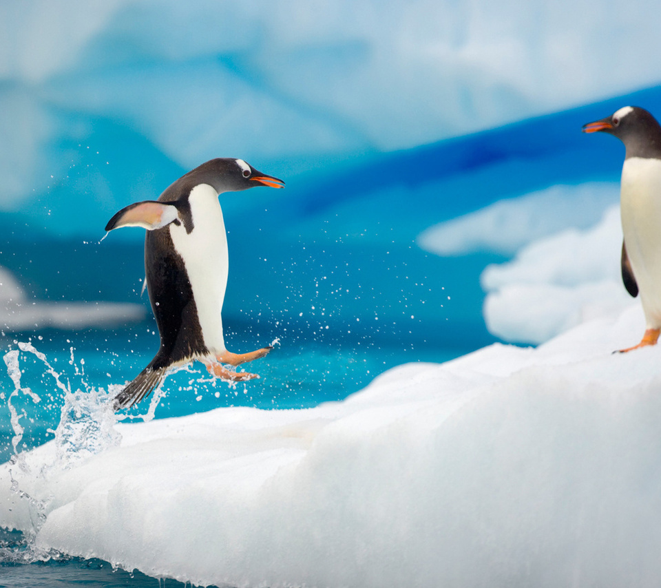 water, , , penguin, , , ice, spray, , 