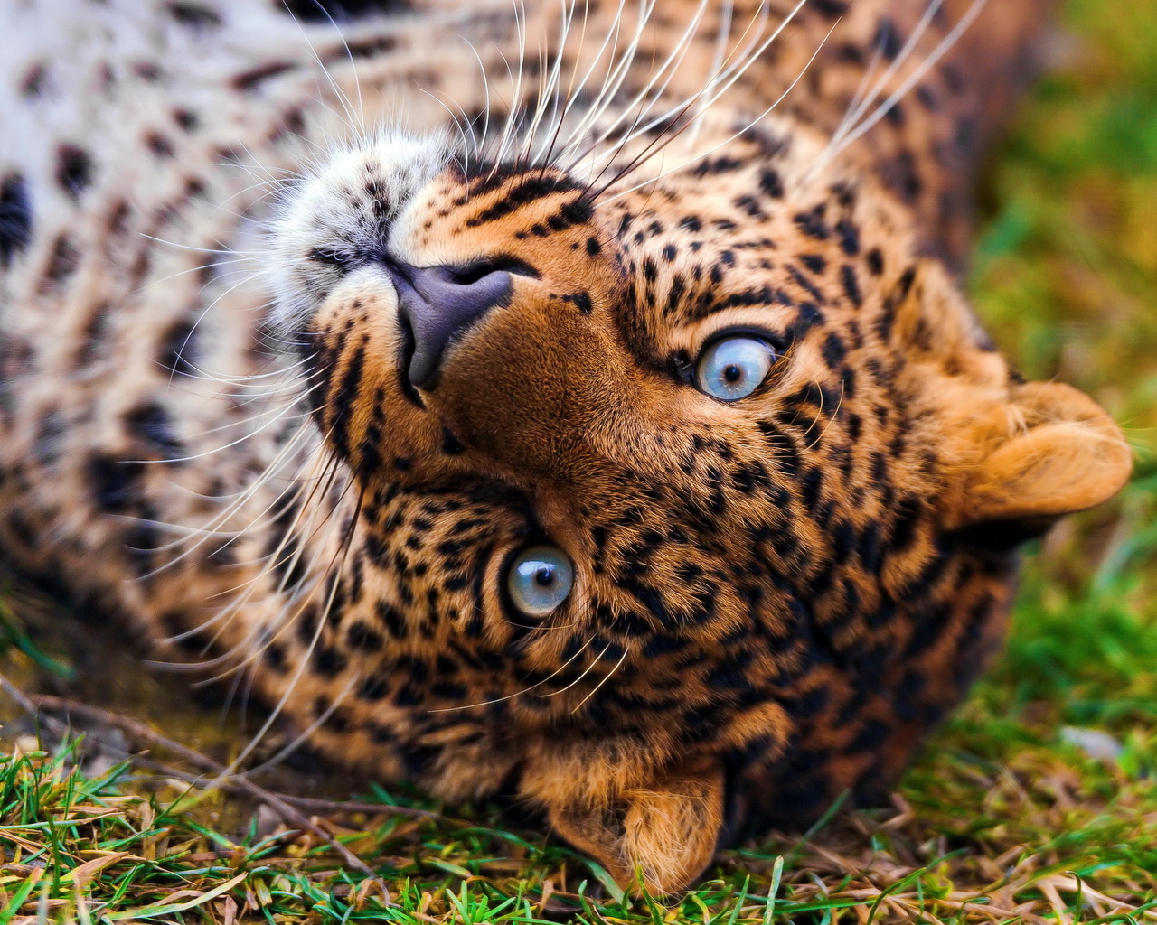 , , , leopard, panthera pardus, , 