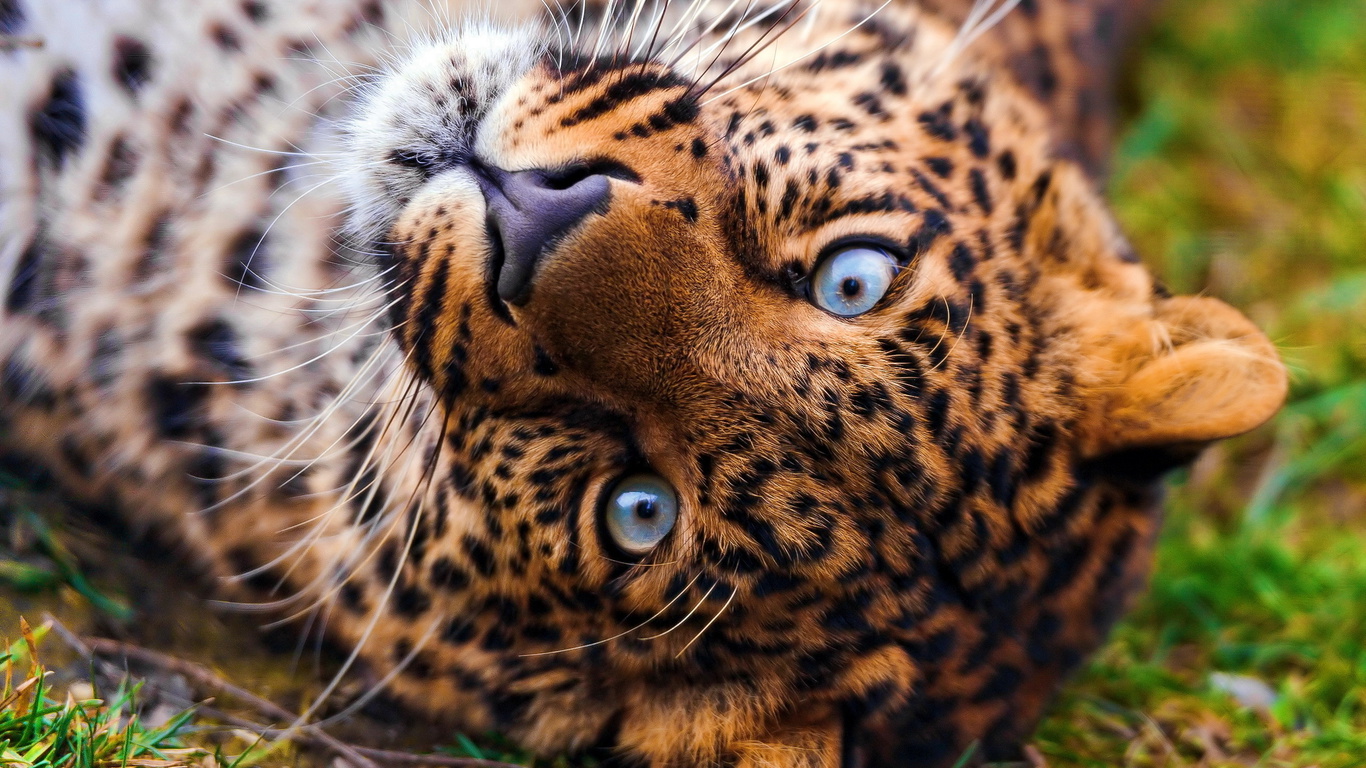 , , , leopard, panthera pardus, , 