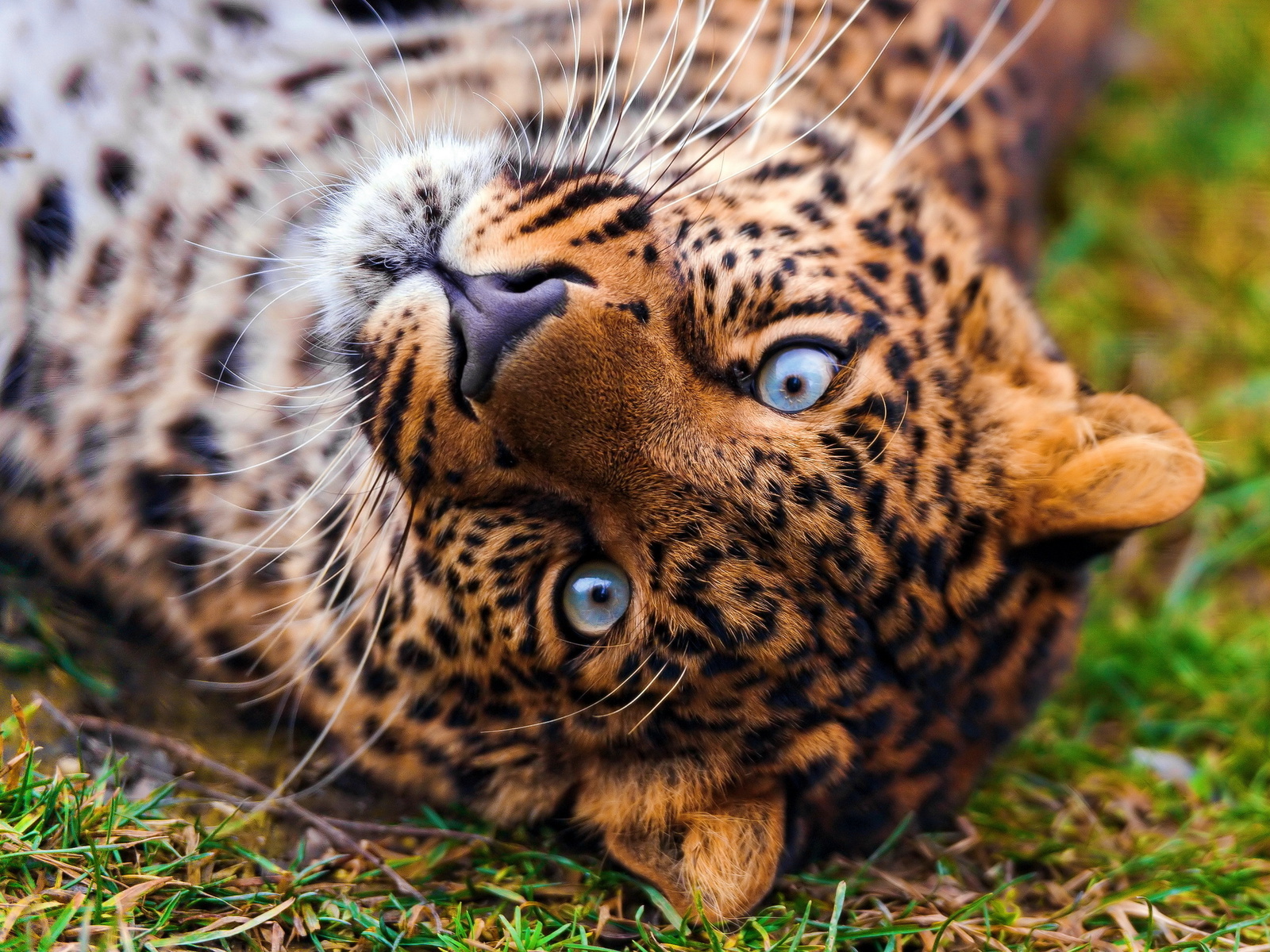 , , , leopard, panthera pardus, , 