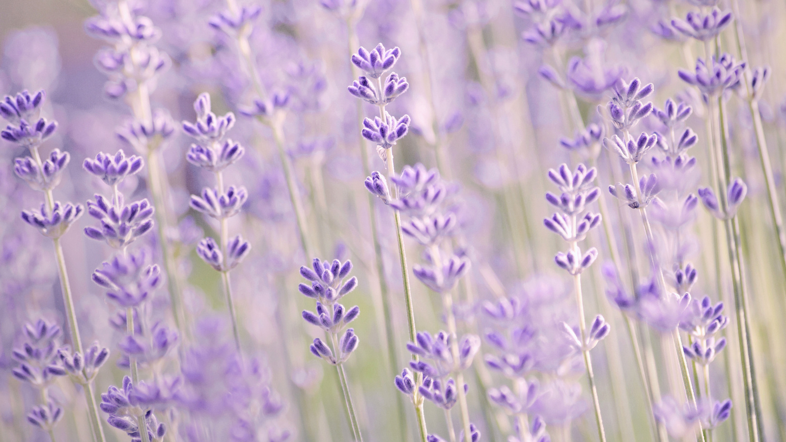 , , , , Lavender, 