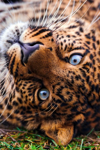 , , , leopard, panthera pardus, , 